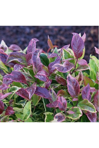 Леукотое Вальтера Файерстар зимой